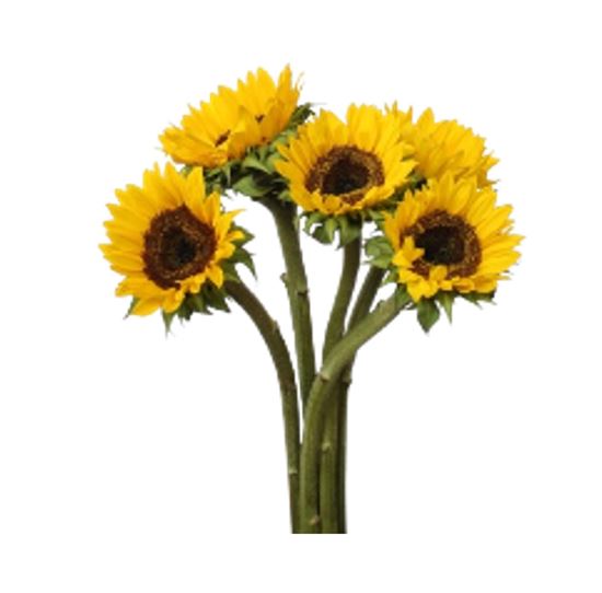 Imagen de Flor de girasol en ramo con 10 pzas