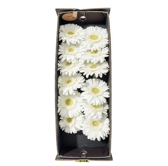 Imagen de Flor de Gerbera color blanco por docena