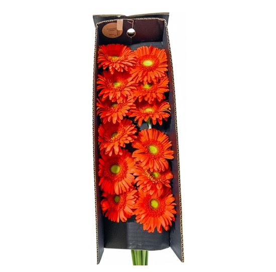 Imagen de Flor de Gerbera color naranja por docena
