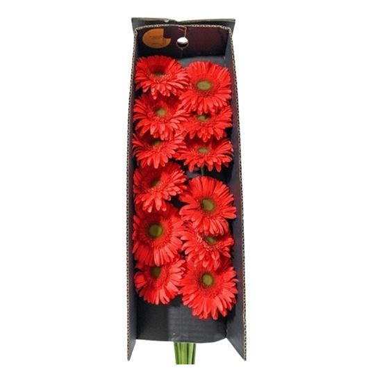 Imagen de Flor de Gerbera color rojo por docena