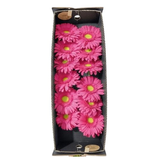 Imagen de Flor de Gerbera color rosa fucsia por docena
