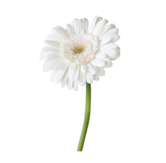 Imagen de Flor de Gerbera color blanco de primera por pieza