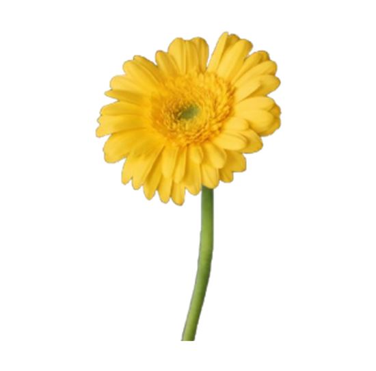 Imagen de Flor de Gerbera color amarillo de primera por pieza