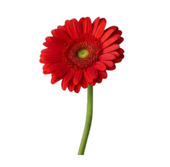 Imagen de Flor de Gerbera color rojo de primera por pieza