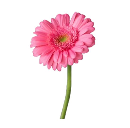Imagen de Flor de Gerbera color rosa claro de primera por pieza