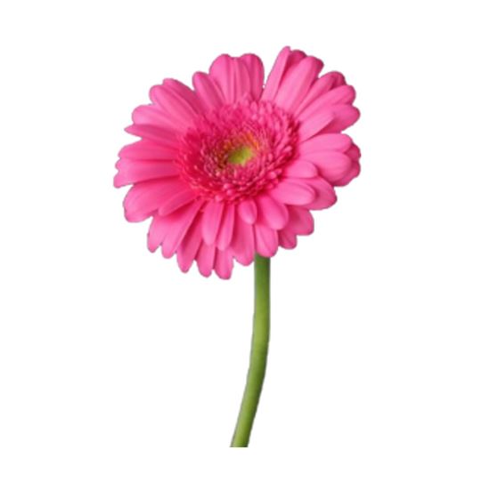 Imagen de Flor de Gerbera color rosa fucsia de primera por pieza