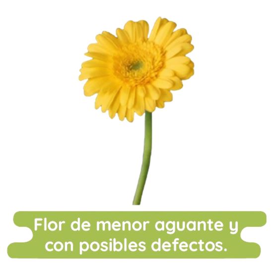 Imagen de Flor de Gerbera color amarillo económica por pieza