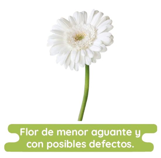 Imagen de Flor de Gerbera color blanco económica por pieza