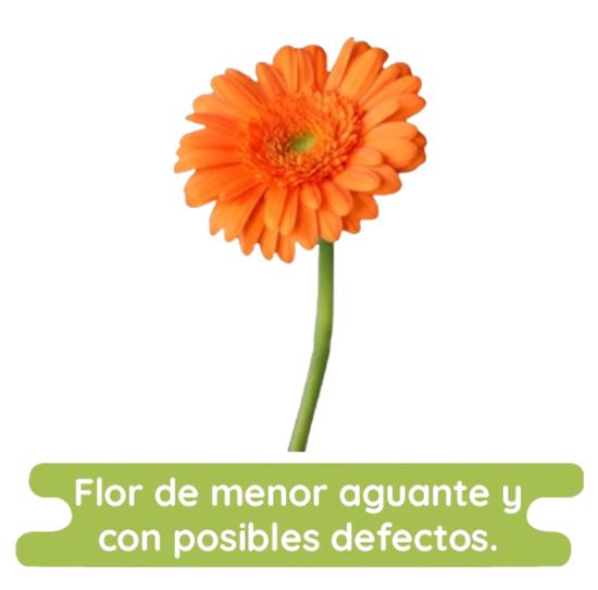 Imagen de Flor de Gerbera color naranja económica por pieza