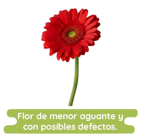Imagen de Flor de Gerbera color rojo económica por pieza