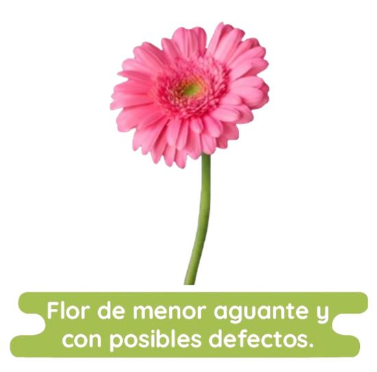 Imagen de Flor de Gerbera color rosa claro económica por pieza