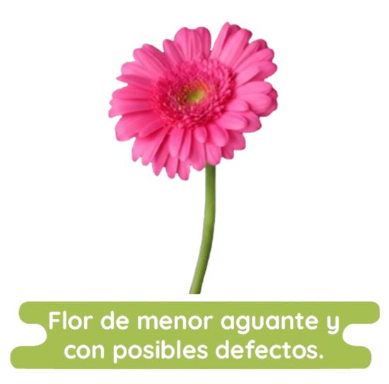 Imagen de Flor de Gerbera color rosa fucsia económica por pieza
