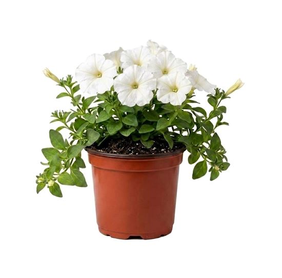 Imagen de Petunia color blanco en planta viva