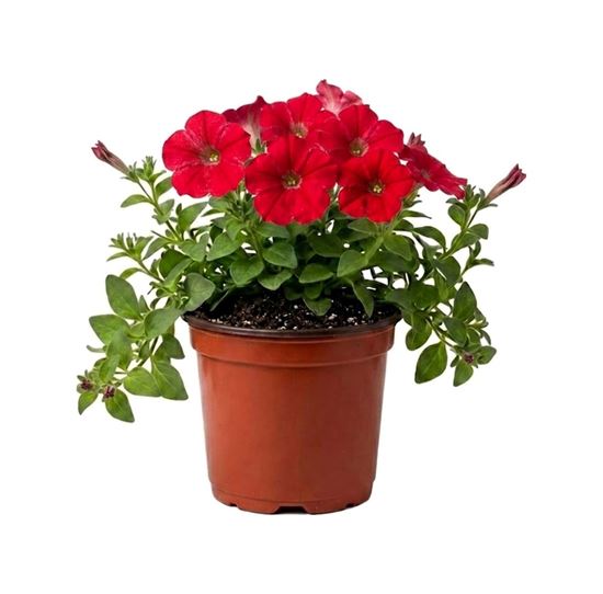 Imagen de Petunia color rojo en planta viva