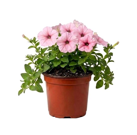 Imagen de Petunia color rosa claro en planta viva