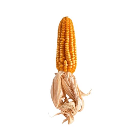 Imagen de Mazorca de elote de ornato color amarillo