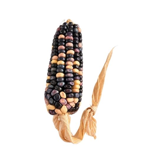 Imagen de Mazorca de elote de ornato jaspeada color azul con blanco