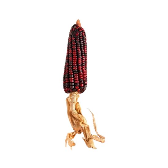 Imagen de Mazorca de elote de ornato jaspeada color rojo con azul