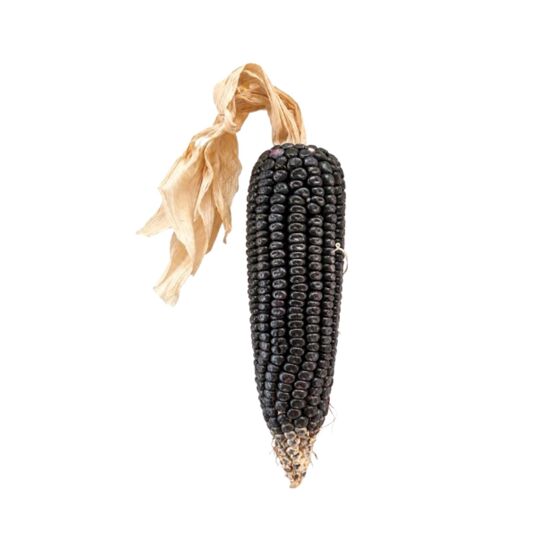 Imagen de Mazorca de elote de ornato color azul (negro/morado)