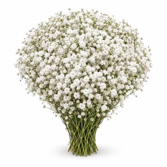 Imagen de Flor nube baby (baby breath) en ramo