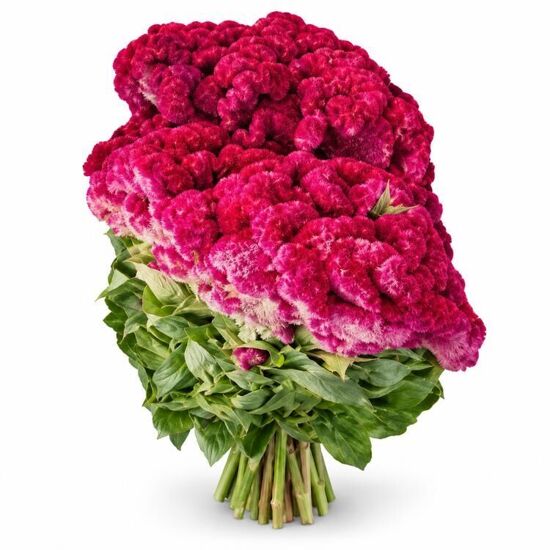 Imagen de Flor de terciopelo en rollo extra grande